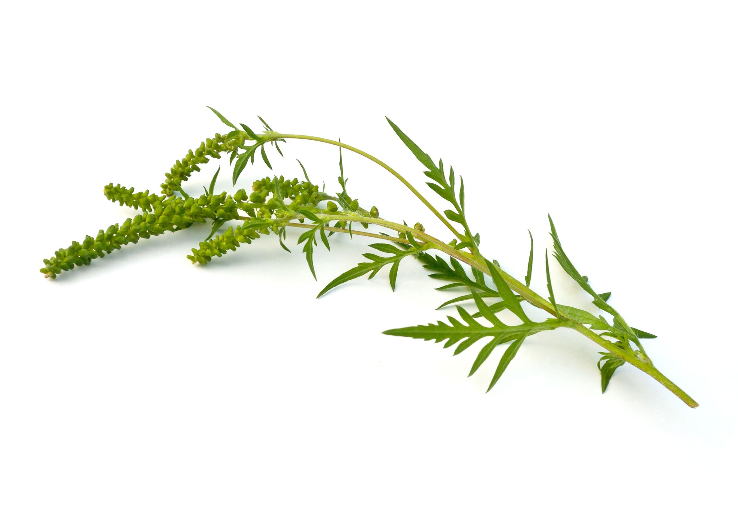 Az ambrózia bemutatkozik