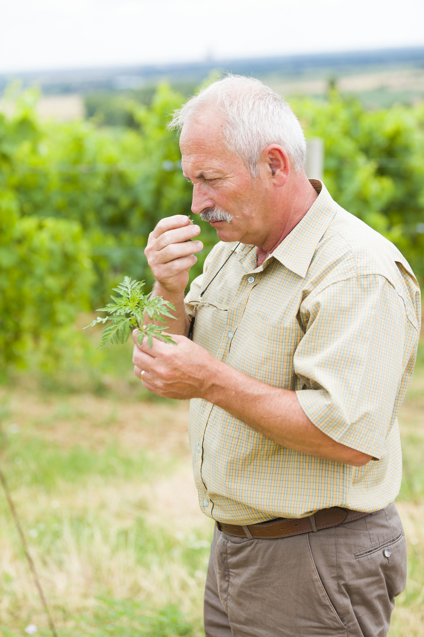 Miért irtják a parlagfüvet?