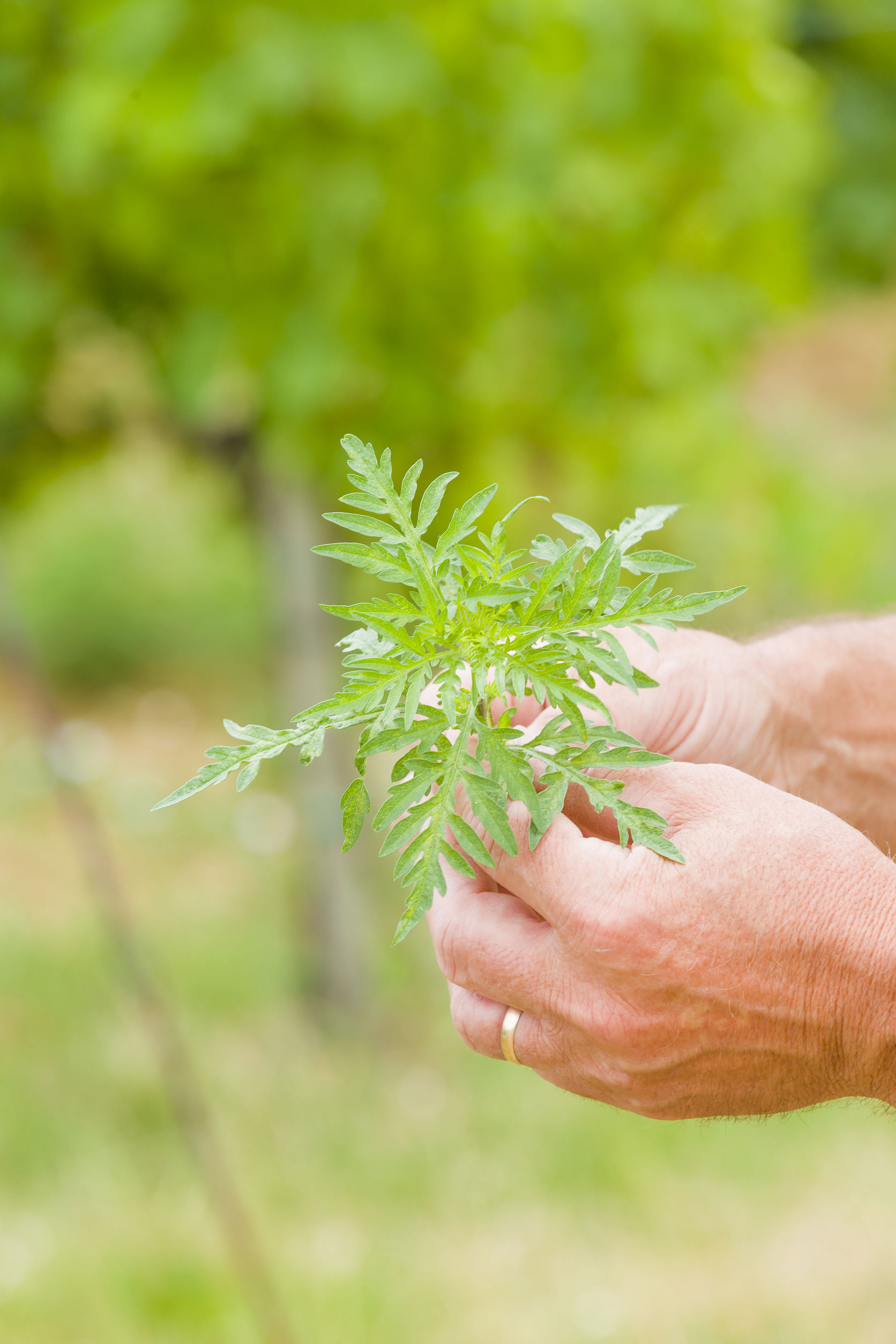 Miért jó, ha elfogyasztjuk a parlagfüvet?
