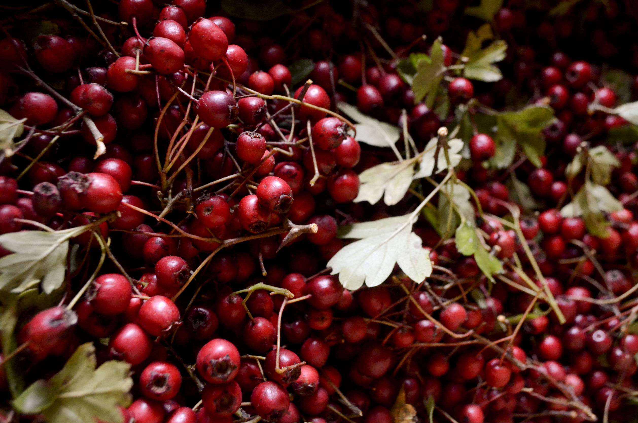 Miért kell a galagonya (a szív- és érrendszer védelmezője) egy cukorbetegeknek szóló teakeverékbe?