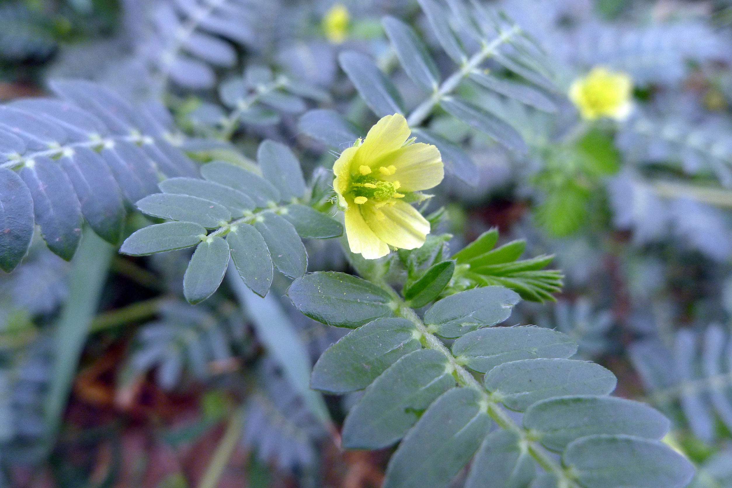 A szexuális zavarok és a csökkent termékenység ellenszere: a királydinnye