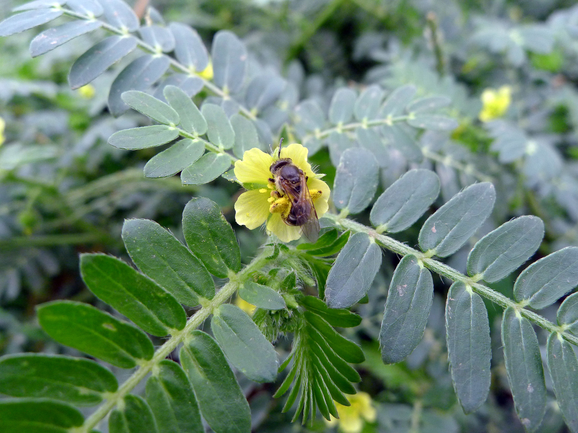 A királydinnye hatásai a női hormonrendszerre