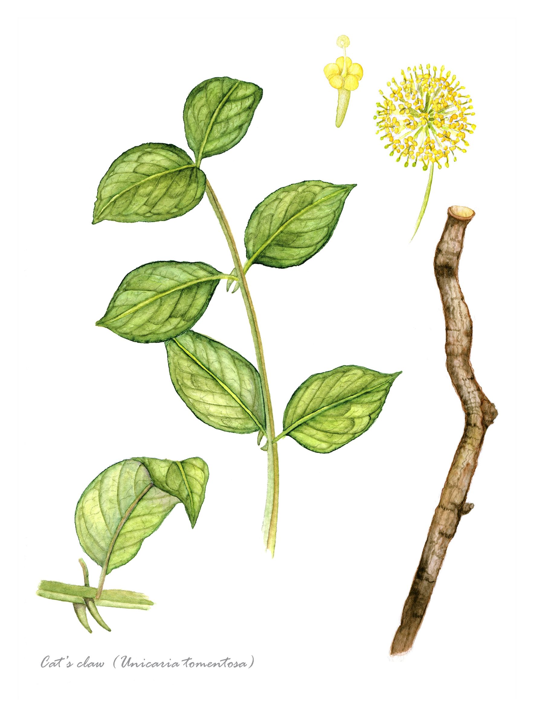 Amikor azt hisszük, már nincs segítség: a macskakarom alkalmazása különleges esetekben