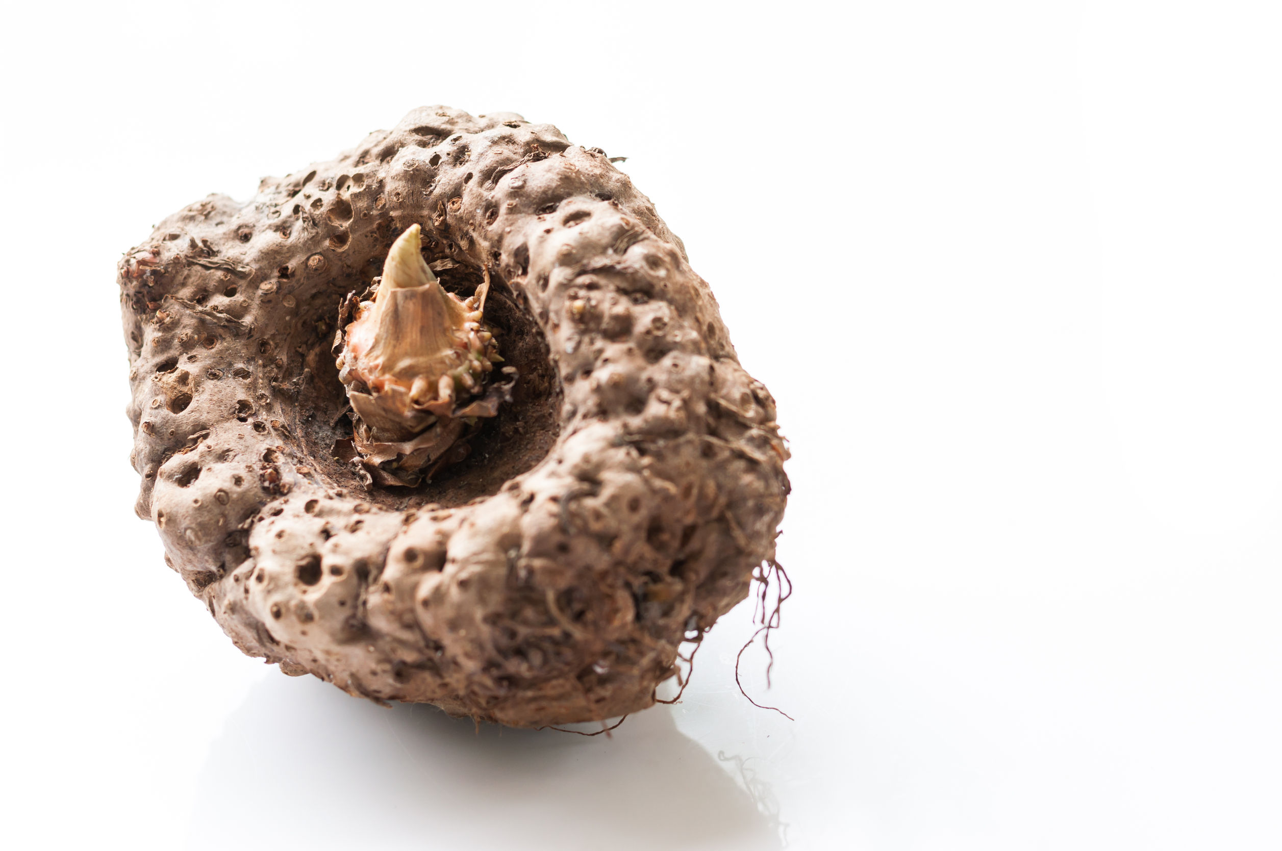 Ördögnyelv és glükomannán