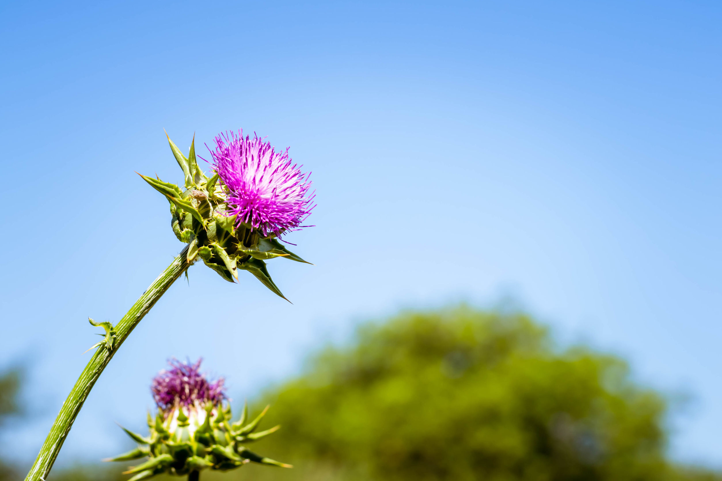 Epeproblémák kezelése máriatövissel