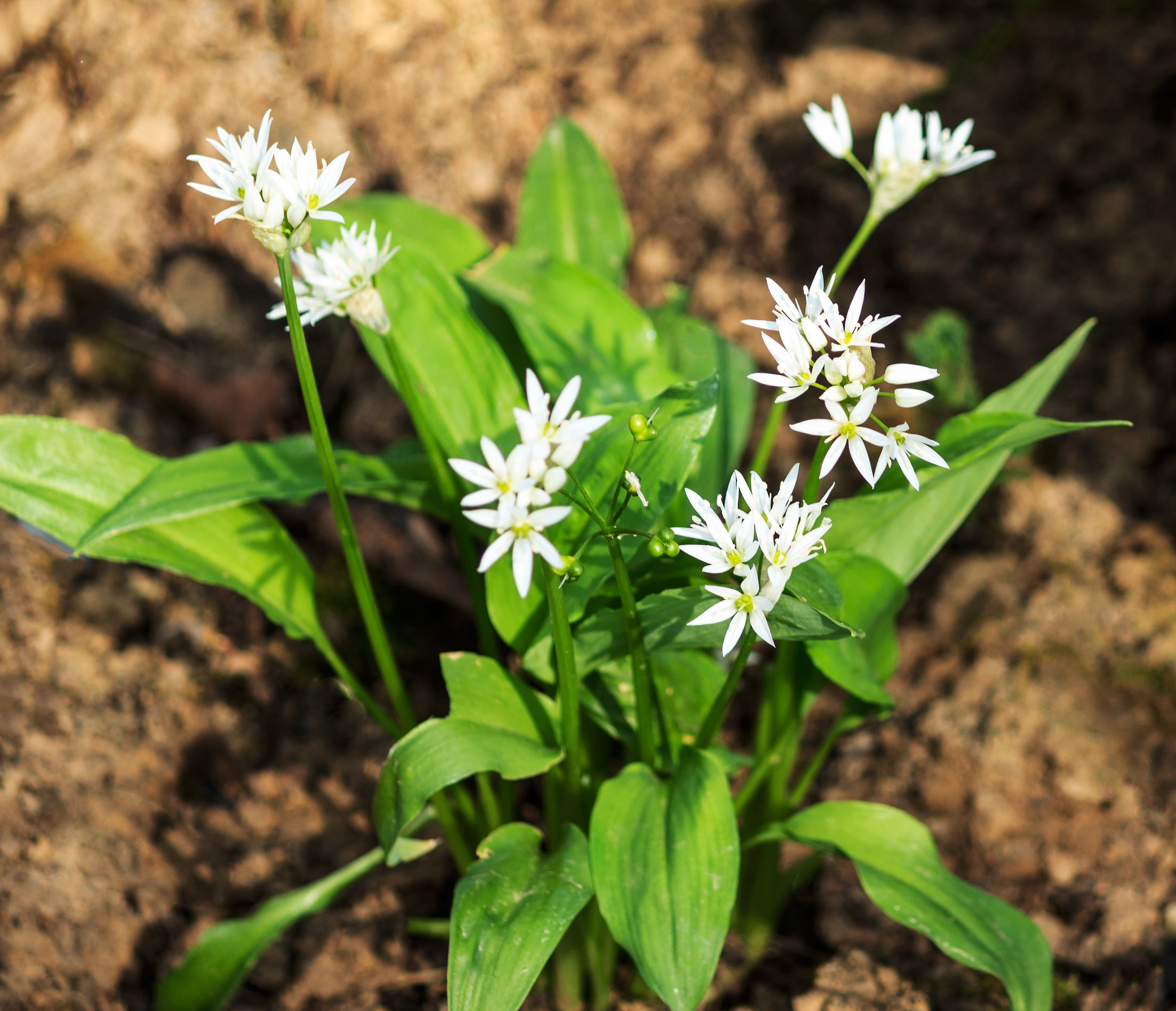 A medvehagyma, mint méregtelenítő