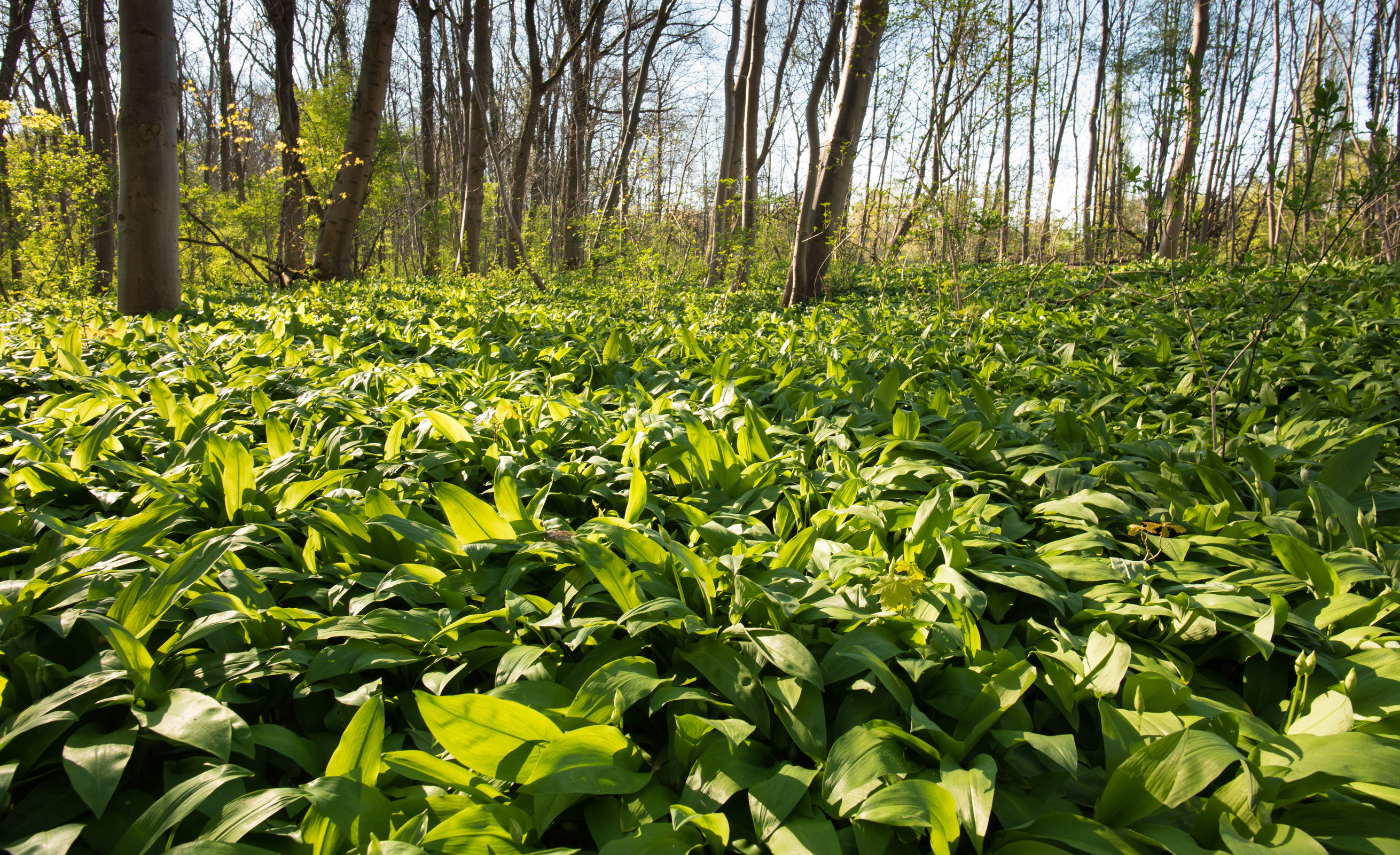Medvehagyma gyűjtési tanácsok és receptek
