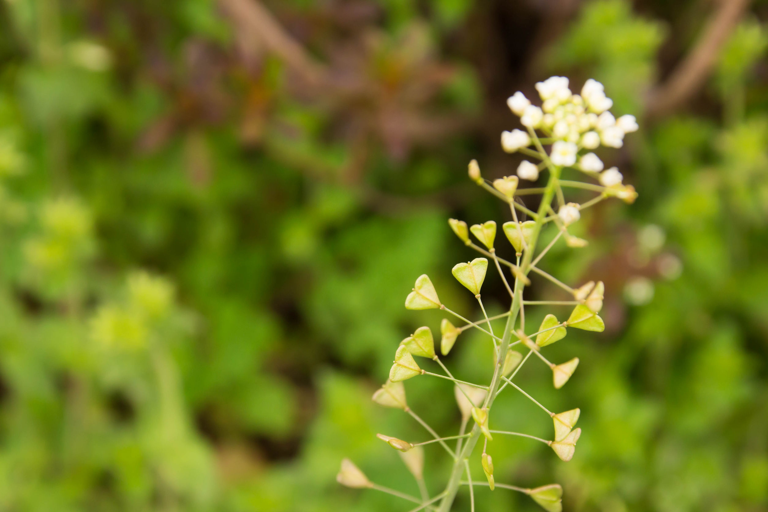Vérzések kezelése pásztortáskával