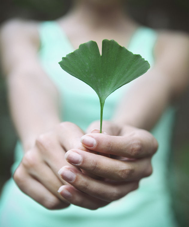 A ginkgo hatása az erek állapotára