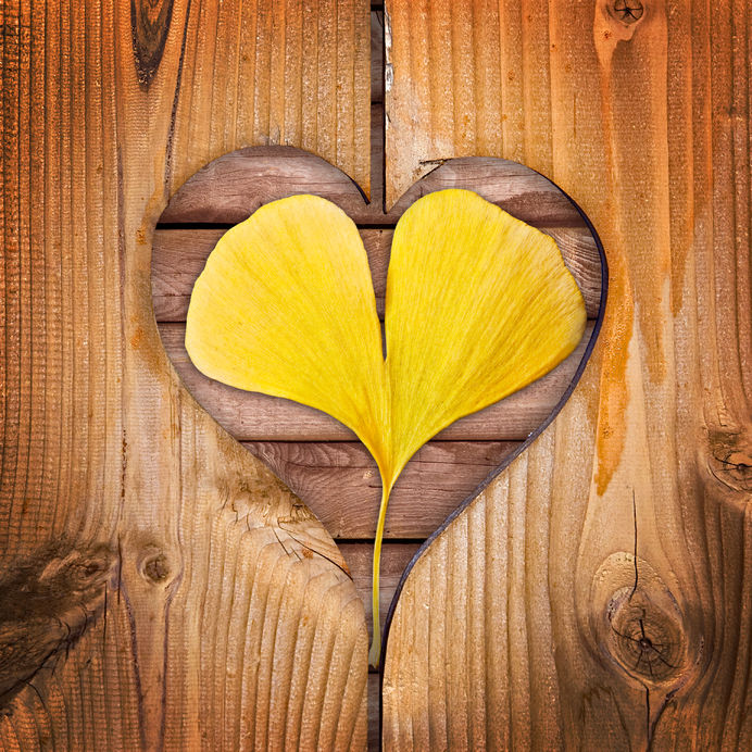 A ginkgo hatása a nehezen gyógyuló sebekre (lábszárfekély, aranyér)