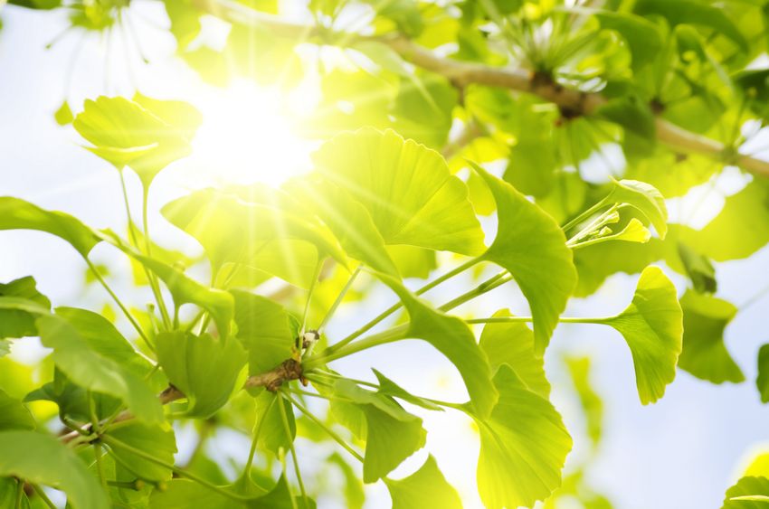 A páfrányfenyő mint antioxidáns