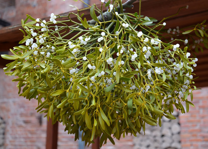 A fagyöngy és a szív- és érrendszer