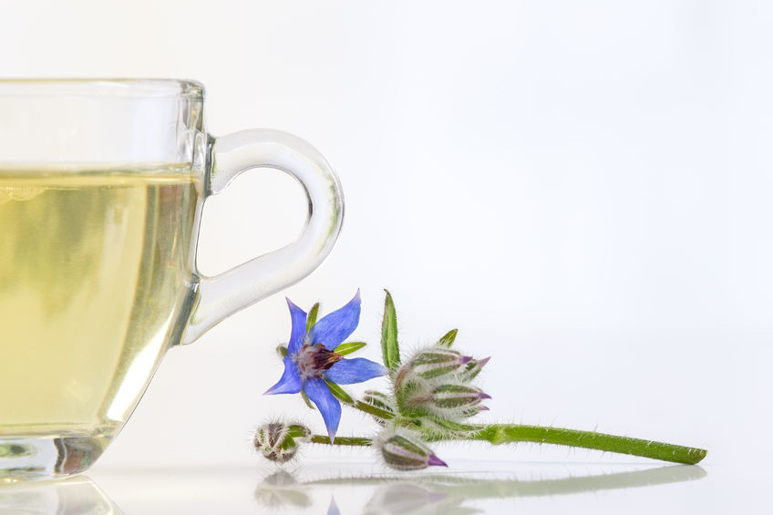 A húgyúti betegségek gyógyítása borágóval