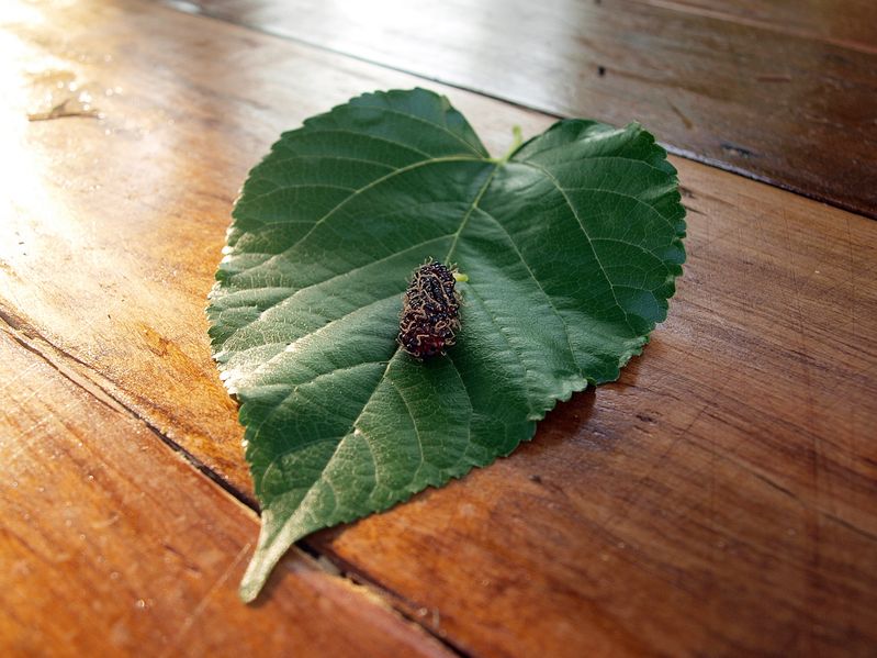 Az eperfalevél hatása a szív- és érrendszerre